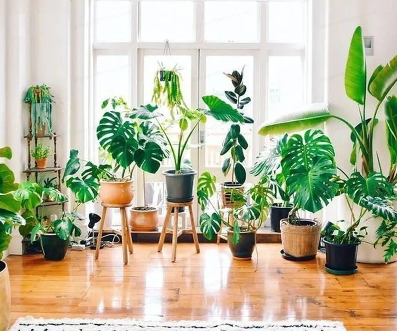 راهنمای جامع انتخاب بهترین گیاهان آپارتمانی برای دکوراسیون داخلی